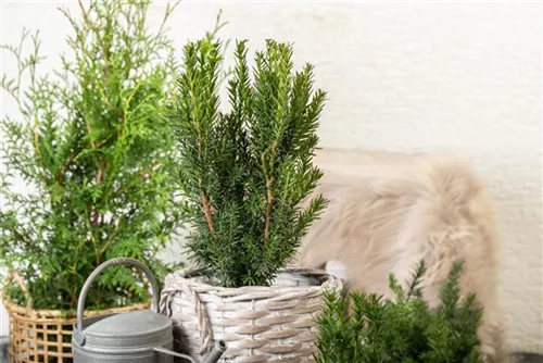 Eibe 'Hillii' - Taxus media 'Hillii' - Bonsai