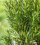 Eibe 'Hillii' - Taxus media 'Hillii' - Bonsai