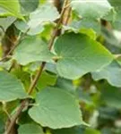 Amerikan.Stadtlinde - Tilia cordata 'Greenspire' - Baum