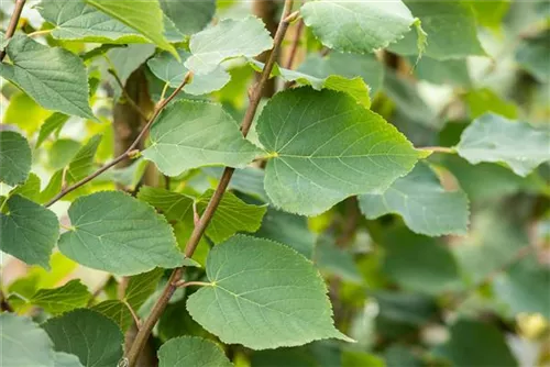 Amerikan.Stadtlinde - Tilia cordata 'Greenspire' - Baum