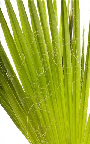 Trachycarpus fortunei
