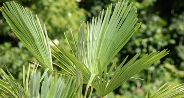 Mediterranes