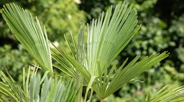 Mediterranes