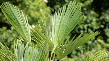 Mediterranes