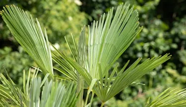 Mediterranes