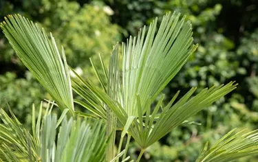 Mediterranes