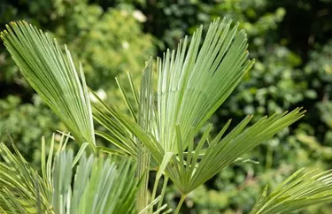 Mediterranes