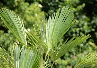 Mediterranes
