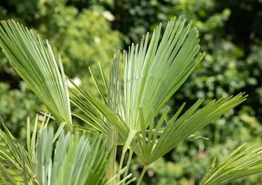 Mediterranes