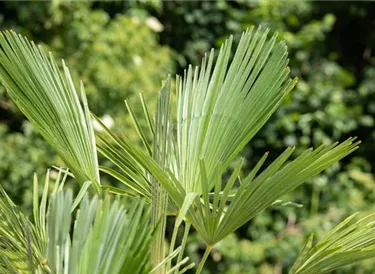 Mediterranes