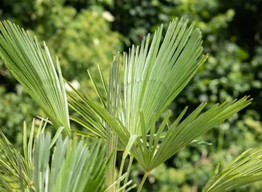 Mediterranes