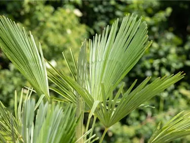 Mediterranes