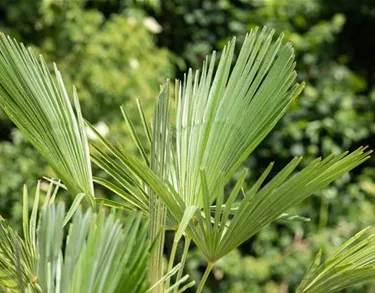 Mediterranes