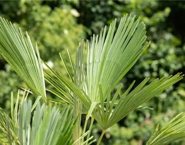 Mediterranes