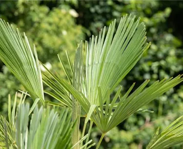 Mediterranes