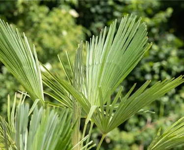 Mediterranes