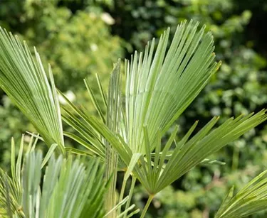 Mediterranes