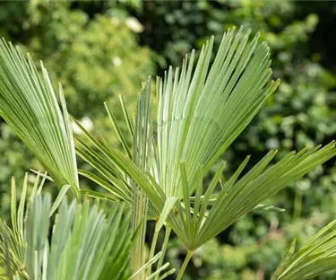 Mediterranes