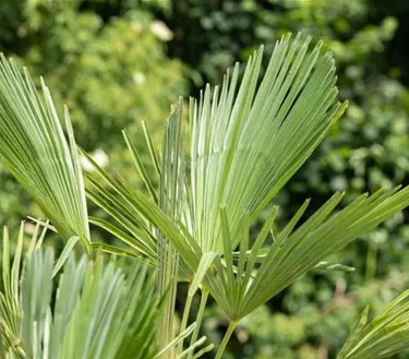 Mediterranes