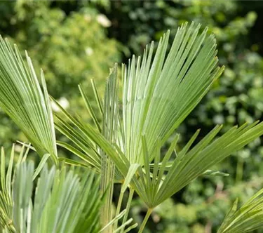Mediterranes