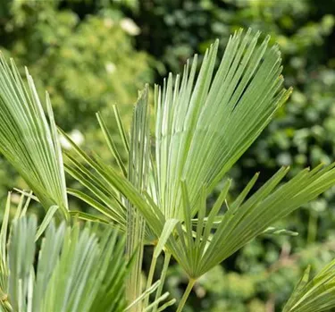 Mediterranes