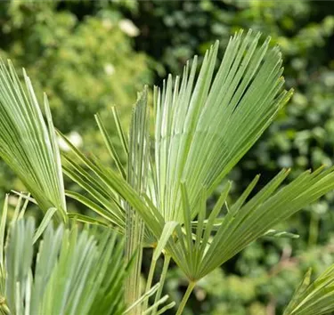 Mediterranes