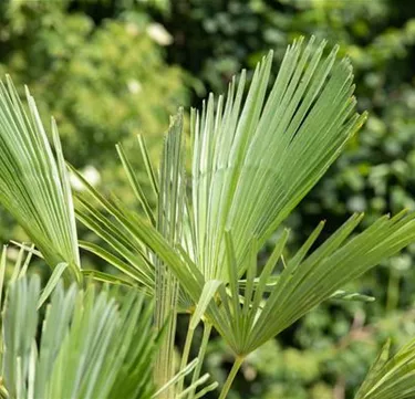 Mediterranes