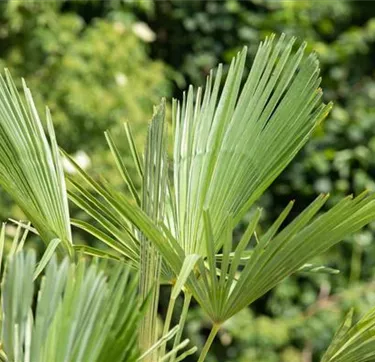 Mediterranes