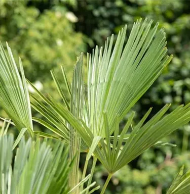 Mediterranes