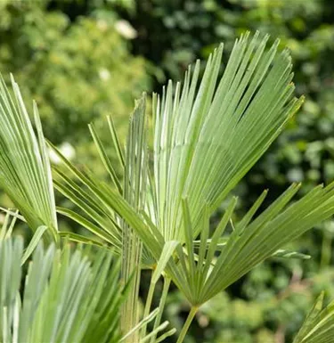 Mediterranes