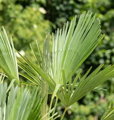 Mediterranes