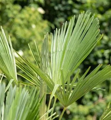Mediterranes