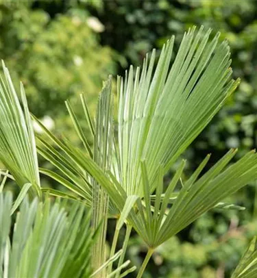 Mediterranes