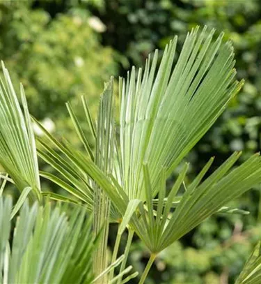 Mediterranes
