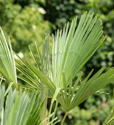 Mediterranes