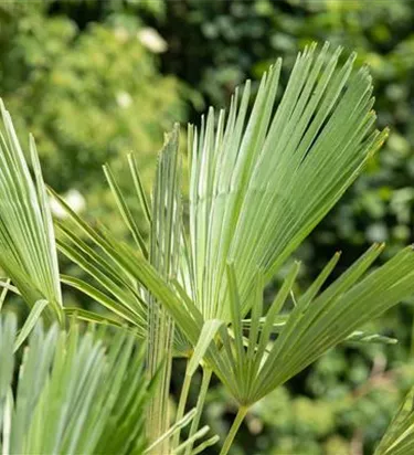 Mediterranes