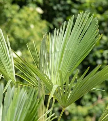 Mediterranes