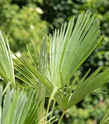 Mediterranes