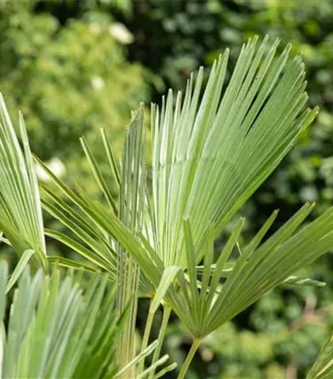 Mediterranes