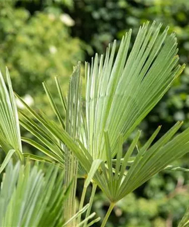Mediterranes