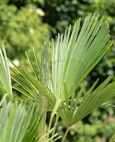Mediterranes
