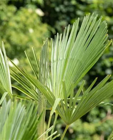 Mediterranes
