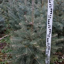 Abies concolor, mB 60- 80 Abies concolor, mB 60- 80