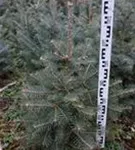 Colorado-Tanne,Grautanne - Abies concolor