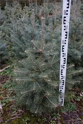 Colorado-Tanne,Grautanne - Abies concolor