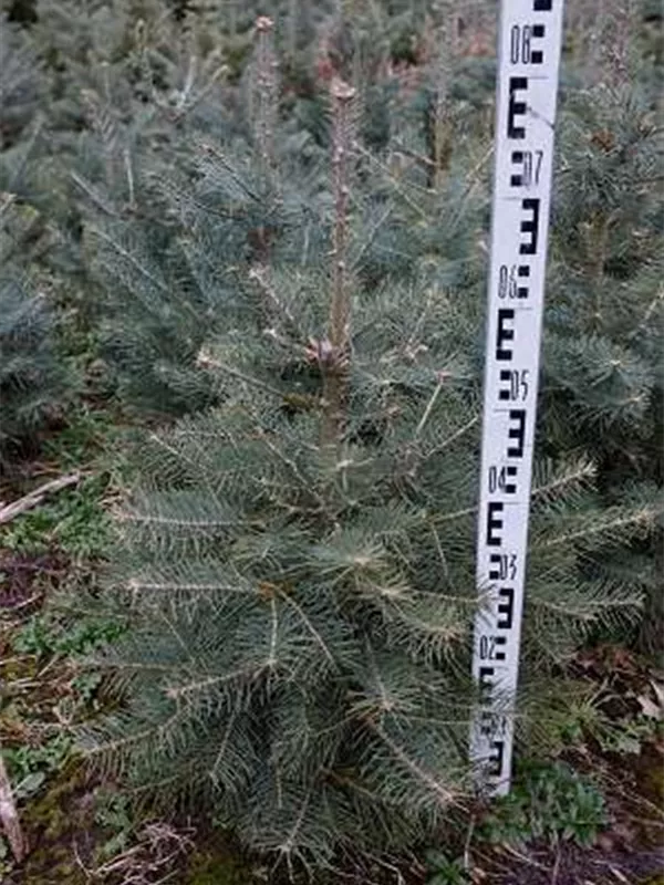 Colorado-Tanne,Grautanne - Abies concolor