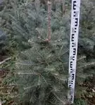 Colorado-Tanne,Grautanne - Abies concolor