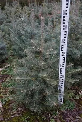 Colorado-Tanne,Grautanne - Abies concolor