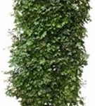 Feldahorn - Acer campestre - Heckenelemente