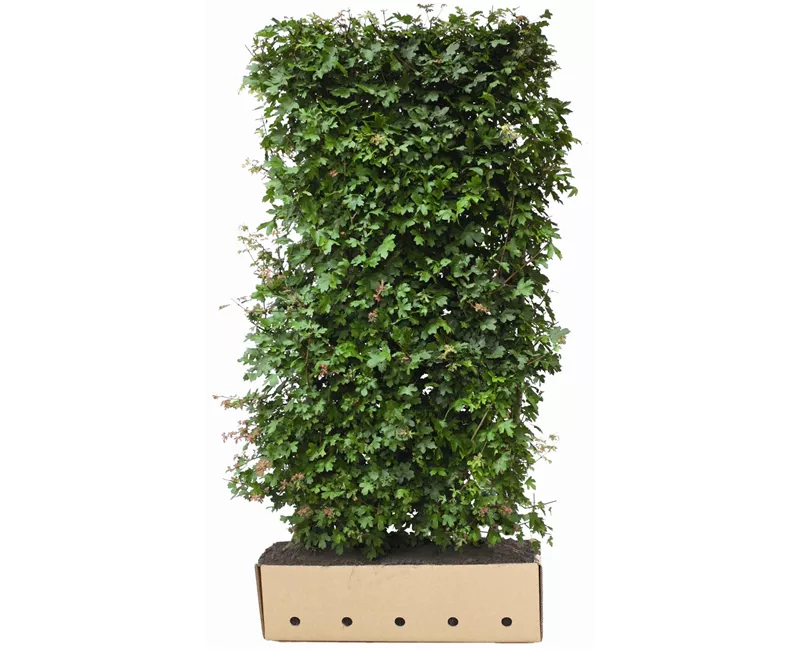Acer campestre - Heckenelemente Acer campestre - Heckenelemente